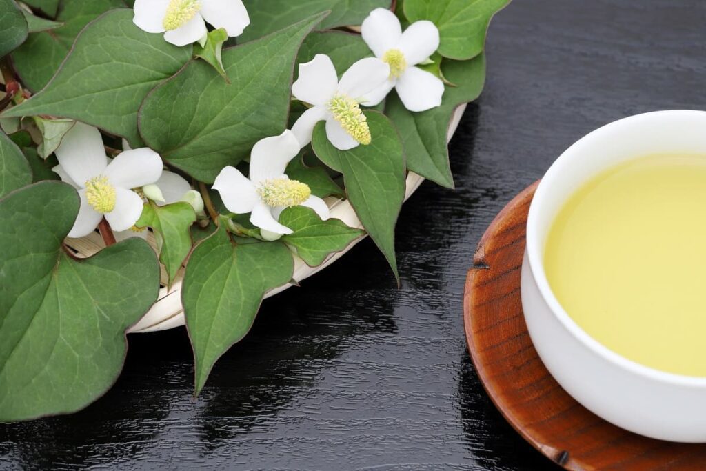 How to make Dokudami tea with Dokudami herbs
