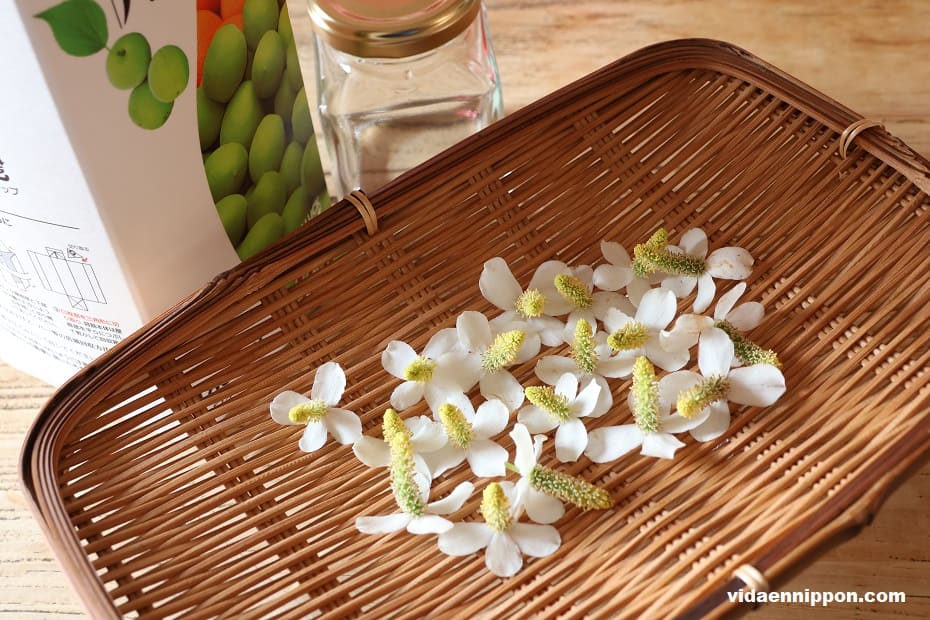 Making insect repellent using Dokudami flowers