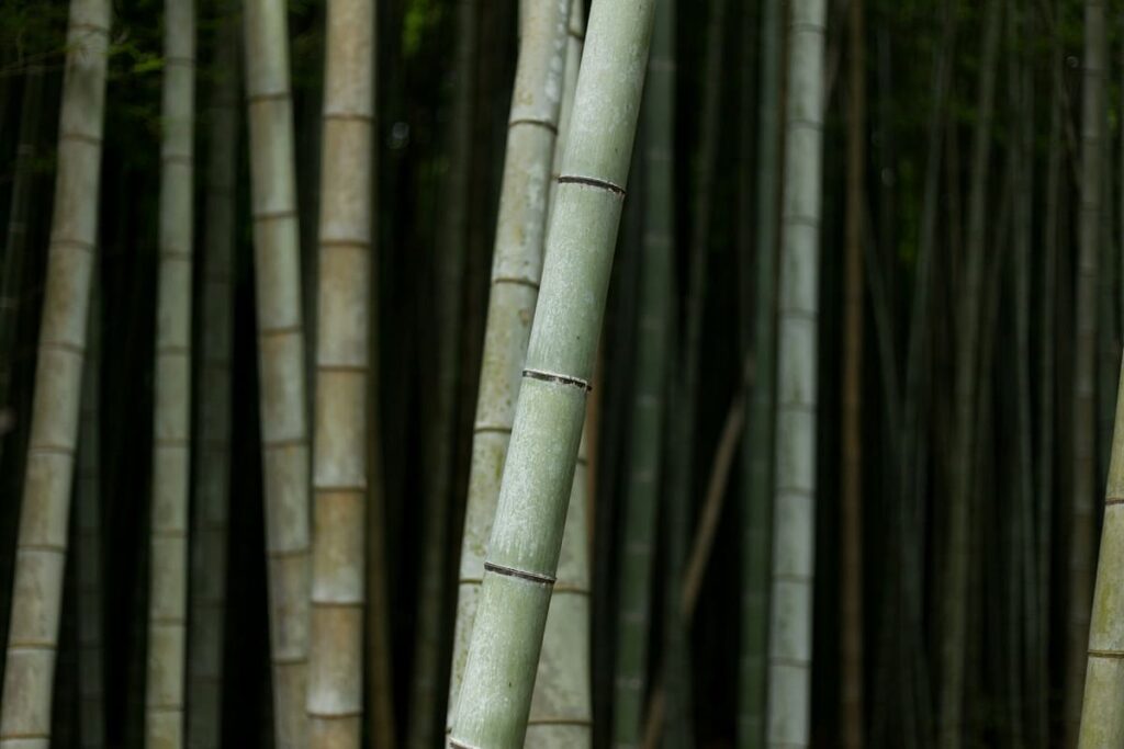 Traditional New Year Plants in Japan