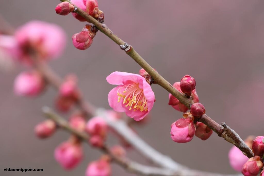 Traditional New Year Plants in Japan