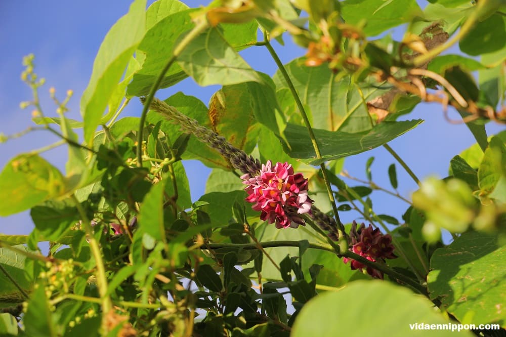 What Is Kudzu? Discover Its Uses in Japan