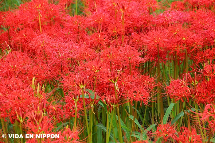 flor lirio araña (Higanbana)