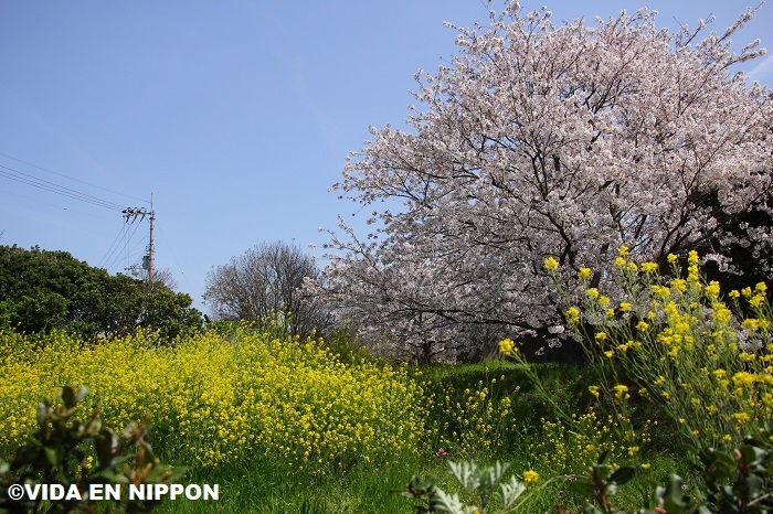 VIDA EN NIPPON | ¡Temporada de Sakura (Flor Cerezos) en Japón! Gira Hanami primavera  2021