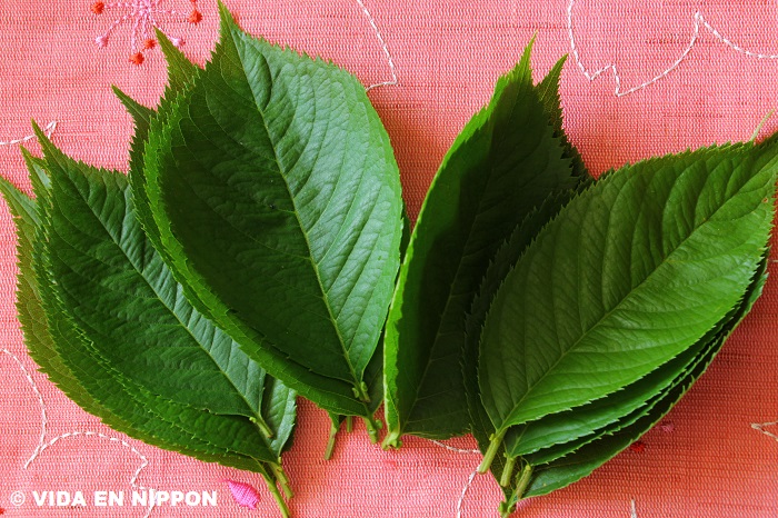 japanese cherry blossom leaves