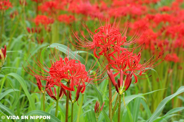 VIDA EN NIPPON | Higanbana| Red Spider Lily has many scary names in Japan
