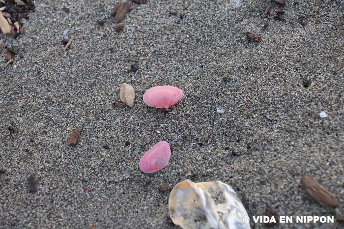 sakura shells