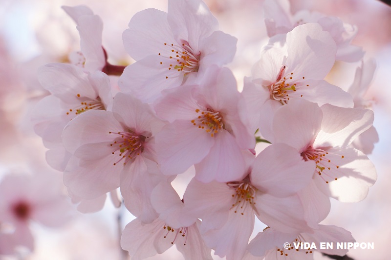 Planting cherry blossom seeds