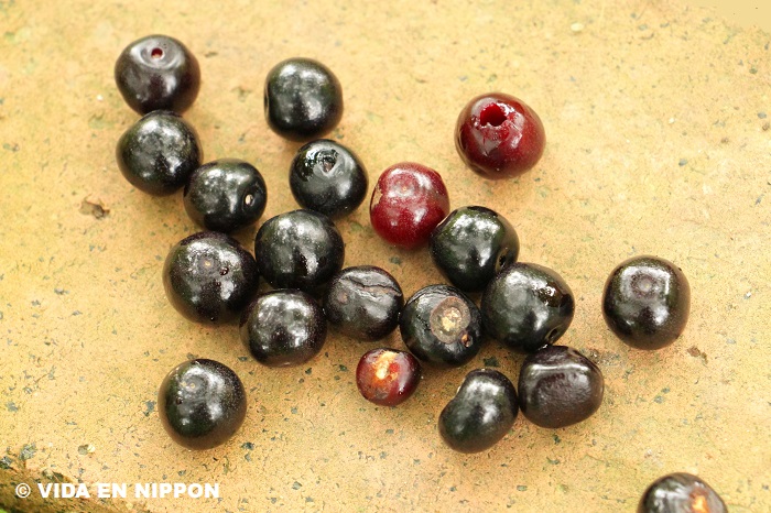 Planting cherry blossom seeds