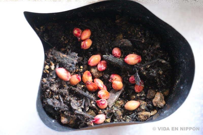 Planting cherry blossom seeds