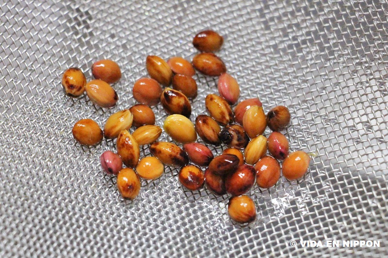 Planting cherry blossom seeds