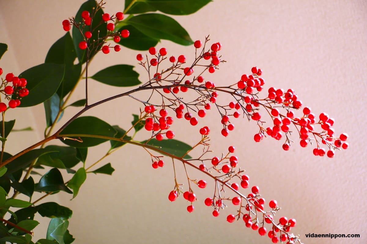 Traditional New Year Plants in Japan