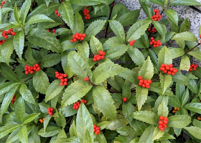 Traditional New Year Plants in Japan