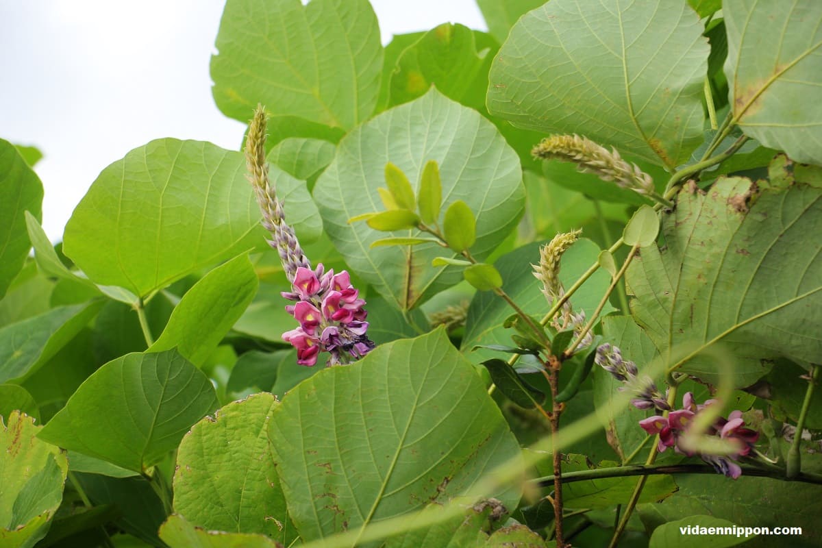 VIDA EN NIPPON | What Is Kudzu? Discover Its Uses in Japan